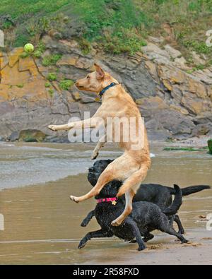 Labrador Retrievers spielen mit einem Ball am Strand Stockfoto