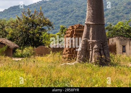 Mächtiger Stamm eines Baobab-Baumes in der Mitte eines Dorfes. Der Baum ist oft das Zentrum des gesellschaftlichen Lebens in einem Dorf in Malawi. Gäste der Kutchire Lodge (Malawi) können auch an einer Führung durch das benachbarte Dorf teilnehmen. Während des Gesprächs erfährt man über den Einfluss des vor zwei Jahrzehnten gegründeten Liwonde Nationalparks auf die seit Generationen wachsenden Strukturen. Stockfoto