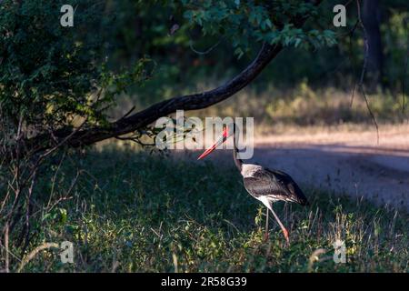 Der Sattelstorch (Ephippiorhynchus senegalensis) ist leicht an seinem Schein in den Farben der deutschen Flagge (mit dem gelben Sattel) zu erkennen. Es gehört den größten Vögeln, die fliegen können. Nationalpark Malawi Liwonde Stockfoto