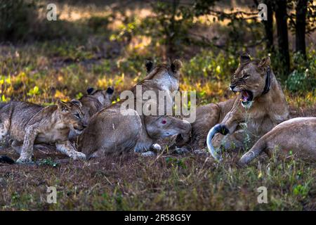 Eine Löwenfamilie hat den ganzen Tag geschlafen und ist nun bereit für die Nachtjagd im Malawi Liwonde Nationalpark Stockfoto