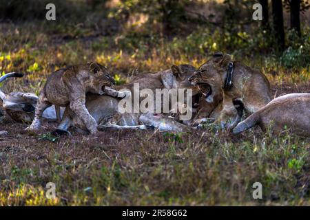 Eine Familie von Löwen hat den ganzen Tag geschlummert und ist nun bereit für die nächtliche Jagd im Malawi Liwonde Nationalpark. Löwenstolz im Liwonde National Park. Einige der Tiere tragen einen Kragen und können vom Parkmanagement verfolgt werden Stockfoto