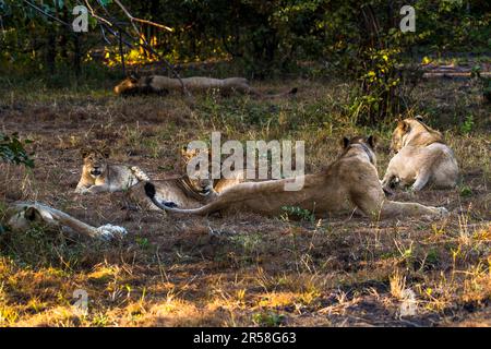 Eine Familie von Löwen hat den ganzen Tag geschlummert und ist nun bereit für die nächtliche Jagd im Malawi Liwonde Nationalpark. Die Chance, Löwen zu sehen, ist groß im Liwonde National Park. Hier eine Gruppe von zwei Weibchen mit vier Jungen. Der Mann ist ein wenig von seinem Stolz entfernt Stockfoto