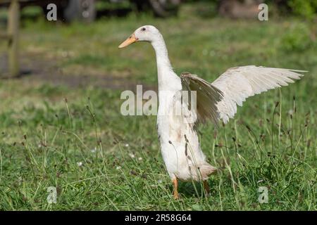 Indische Runner-Ente Stockfoto