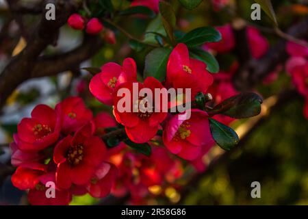 Ein Zweig blühender japanischer Quittenblüten. Blühender Stauden im Frühlingsgarten. Chaenomeles-Superba-Hybriden sind kultivierte Formen von Qui Stockfoto