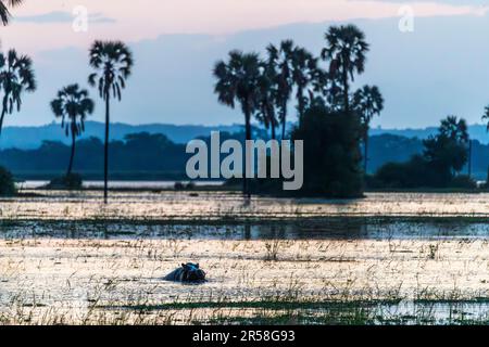 Flusspferde in der Dämmerung am breiten Shire River. Nationalpark Malawi Liwonde Stockfoto