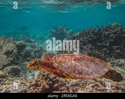 Hawksbill Turtle - Eretmochelys imbricata schwimmt unter Wasser. Korallenriff im Indischen Ozean der Malediven. Schildkröten schwimmen im flachen Wasser. Stockfoto