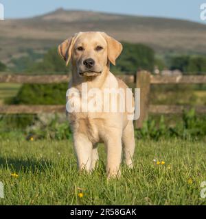 gelber Labrador Retriever Welpen Stockfoto
