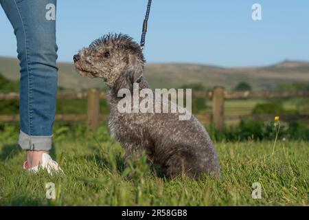 Bedlington Terrier Welpe mit Besitzer Stockfoto