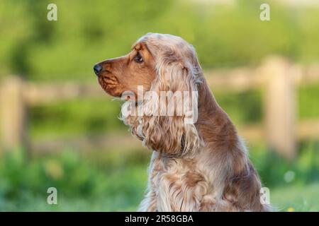 Englisch Cocker Spaniel Hund Stockfoto