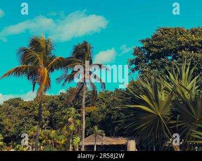 Abwechslungsreiches grünes Laub am blauen tropischen Himmel, Playa del Carmen, Quintana Roo, Mexiko Stockfoto