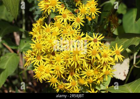 Kreuzkraut Wildpflanze gelbe Blumen, Jacobaea vulgaris Stockfoto