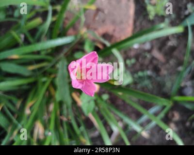 Kubanische Zephyrlie oder Zephyranthes rosea in Blüte Stockfoto