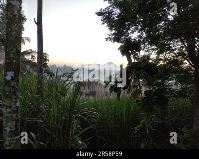 sonnenaufgang über einem ländlichen Zuckerrohrfeld Stockfoto