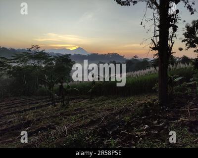 sonnenaufgang über einem ländlichen Zuckerrohrfeld Stockfoto