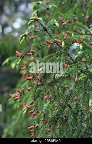 Fichtenspitzen und Fichtenknospen auf einem Sitka-Fichtenzweig im Südosten Alaskas im Frühling. Stockfoto