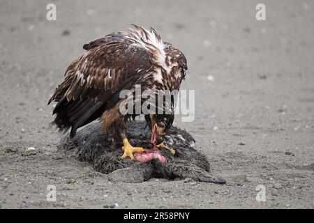 Jugendlicher, nicht erwachsener Weißkopfseeadler, der sich an einem Strand im Südosten Alaskas an einem toten Seeotter ernährt. Stockfoto