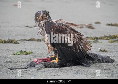 Junger Weißkopfseeadler, der auf einem toten Seeotter an einem Sandstrand im Südosten Alaskas steht. Stockfoto