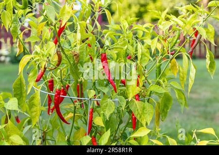 Nahaufnahme von heißem Cayenne-Chili-Pfeffer-Obst auf dem Anbau auf Pflanzen im Garten. Konzept von frischem, biologischem Obst und Gemüse vom Bauernhof bis auf den Tisch, Gartenbau und Bauernmarkt Stockfoto