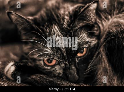 Der Blick einer gelbäugigen Katze Stockfoto