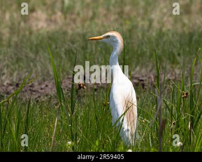 Nahaufnahme eines erwachsenen Rindereiers, der auf einem Feld mit Blick nach links steht. Bild hat Speicherplatz zum Kopieren. Stockfoto