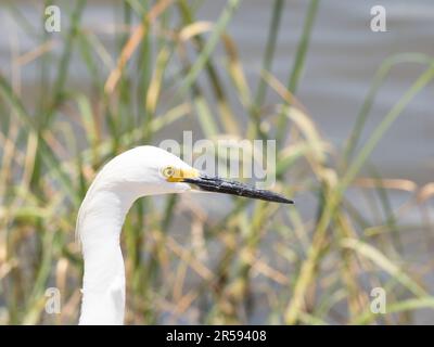 Nahaufnahme von Kopf und Hals eines erwachsenen verschneiten Reiters im Profil, mit Blick nach rechts. Fotografiert in Baytown, Texas. Stockfoto