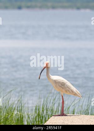 Weißes Ibis am Wasserrand im Profil, nach links gerichtet. Vogel schaut in die Kamera. Fotografiert mit geringer Tiefenschärfe in Baytown, Texas. Stockfoto