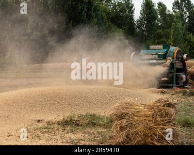 Einsatz des Weizendreschers auf dem Feld Stockfoto