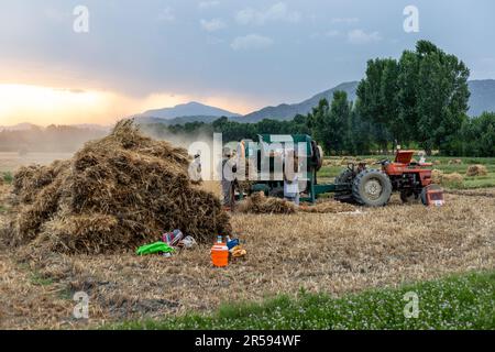 Landwirt, der Weizenkörper hält und befördert, um die Dreschmaschine auf den Feldern im swat-Tal in Pakistan zu betreiben Stockfoto