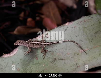 Weibliche braune Aloseeidechse, die auf einem Aloe-Blatt ruht und von oben in Savannah, Georgia, fotografiert wurde. Stockfoto