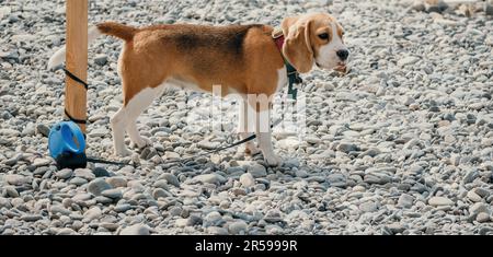 An einem sonnigen Tag ruht sich ein Ingwerhund mit weißen Flecken auf einem Kieselstrand in der Nähe des Meeres aus und wartet auf den Besitzer Stockfoto