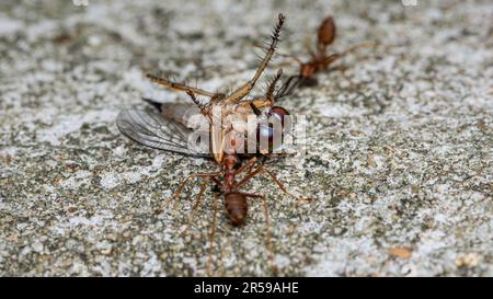 Eine Gruppe roter Ameisen bewegt die Beute, die Räuberfliege wird zu Futter für die roten Ameisen, Rothaarige Ameisen Teamarbeit, Rote Ameisen Teamarbeit, selektiver Fokus. Stockfoto