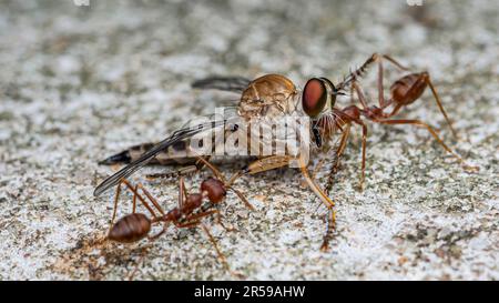 Eine Gruppe roter Ameisen bewegt die Beute, die Räuberfliege wird zu Futter für die roten Ameisen, Rothaarige Ameisen Teamarbeit, Rote Ameisen Teamarbeit, selektiver Fokus. Stockfoto