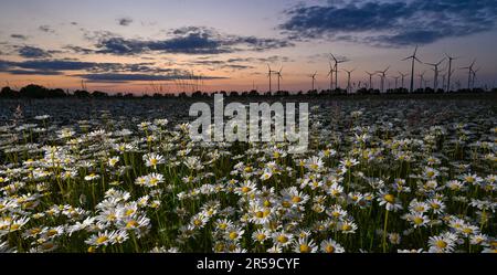 Jacobsdorf, Deutschland. 01. Juni 2023. Am späten Abend blühen auf einer Wiese im Bezirk oder-Spree von Ostbrandenburg kurz nach Sonnenuntergang viele Wiesen (Leucanthemum vulgare). Kredit: Patrick Pleul/dpa/Alamy Live News Stockfoto