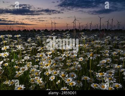 Jacobsdorf, Deutschland. 01. Juni 2023. Am späten Abend blühen auf einer Wiese im Bezirk oder-Spree von Ostbrandenburg kurz nach Sonnenuntergang viele Wiesen (Leucanthemum vulgare). Kredit: Patrick Pleul/dpa/Alamy Live News Stockfoto