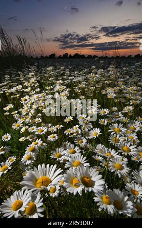 Jacobsdorf, Deutschland. 01. Juni 2023. Am späten Abend blühen auf einer Wiese im Bezirk oder-Spree von Ostbrandenburg kurz nach Sonnenuntergang viele Wiesen (Leucanthemum vulgare). Kredit: Patrick Pleul/dpa/Alamy Live News Stockfoto