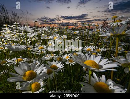 Jacobsdorf, Deutschland. 01. Juni 2023. Am späten Abend blühen auf einer Wiese im Bezirk oder-Spree von Ostbrandenburg kurz nach Sonnenuntergang viele Wiesen (Leucanthemum vulgare). Kredit: Patrick Pleul/dpa/Alamy Live News Stockfoto