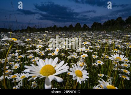 Jacobsdorf, Deutschland. 01. Juni 2023. Am späten Abend blühen auf einer Wiese im Bezirk oder-Spree von Ostbrandenburg kurz nach Sonnenuntergang viele Wiesen (Leucanthemum vulgare). Kredit: Patrick Pleul/dpa/Alamy Live News Stockfoto