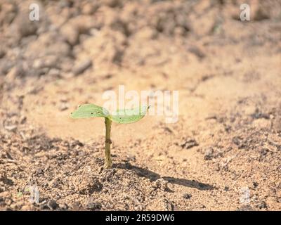 Ein grüner Sonnenblumenkeimling mit den ersten zwei Blättern, die gerade aus verschwommenem beigefarbenem und braunem sandigem Boden auftauchen Stockfoto