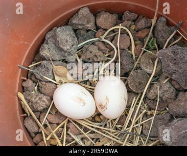 Zwei frisch gelegte Taubeneier in einem leeren Pflanzentopf auf einem Stangennest zwischen Lavakies und Weinkorkscheiben Stockfoto