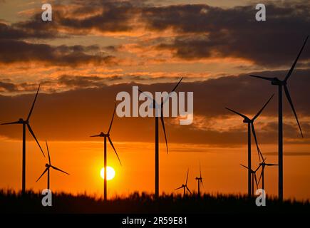 Jacobsdorf, Deutschland. 01. Juni 2023. Eine Windfarm bei Sonnenuntergang. Nach Angaben des Bundesverbands WindEnergie e.V. (Deutscher Windenergieverband) liegt der Bundesstaat Brandenburg an zweiter Stelle unter den Bundesländern mit der größten installierten Kapazität von Windkraftanlagen. Somit wird etwa ein Drittel des Strombedarfs aus Windenergie erzeugt. Mit über 7.864 MW (Megawatt) der installierten Gesamtleistung liegt Brandenburg heute nach Niedersachsen an zweiter Stelle. Kredit: Patrick Pleul/dpa/Alamy Live News Stockfoto