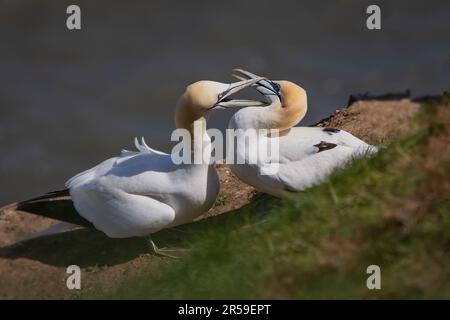 Nahaufnahme von zwei Gannets, die kämpfen. Der eine hat seinen Schnabel fest um die anderen befestigt Stockfoto