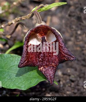 Aristolochia Arborea (Aristolochia salvadorensis) und Darth Vader. Botanischer Garten Heidelberg, Baden Württemberg, Deutschland. Stockfoto