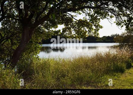 Eine hintergrundbeleuchtete Weitwinkelaufnahme eines Abschnitts des South Pine River, bald Hills, Queensland, Australien, in der frühen Morgensonne, mit Blick nach Osten Stockfoto