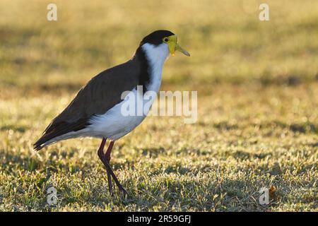 Ein am Boden lebender australischer Erwachsener, maskierter Lapwing-Vogel - Vanellus Miles, Novaehollandiae - im frühmorgendlichen Sonnenlicht mit Hintergrundbeleuchtung, wandern im Taugras Stockfoto