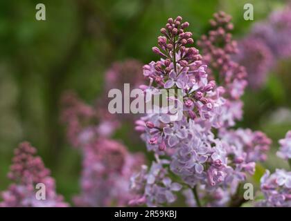 Wunderschöne Fliederblüten, die im Garten blühen Stockfoto