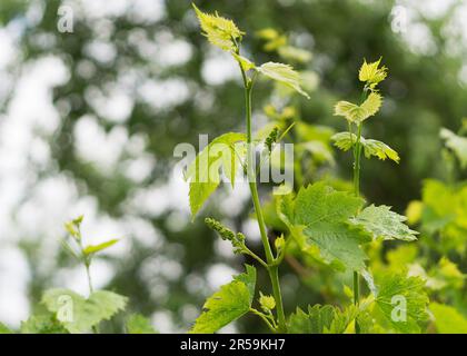 Junge Traubenernten im Frühling Stockfoto