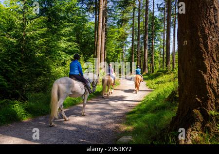 Tollymore Forest, County Down, Nordirland 30 2023. Mai - drei Frauen auf dem Pferderücken im Tollymore Forest Stockfoto