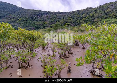 Amami Mangrove Urwald (Amami Insel, Südjapan) mit zwei Mangrovenarten - Kandelia obovata (Mitte und rechts) und großblättriger Oran Stockfoto