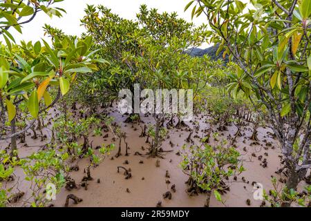Teil des Amami Mangrove Urwaldes (Amami Insel, Südjapan) mit zwei Arten von Mangroven: Kandelia obovata (klein) und großblättrigem Orange M. Stockfoto