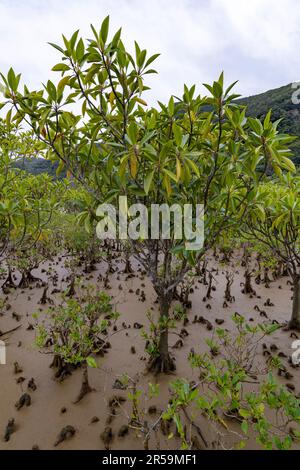 Großblättrige Orangenmangroven (Bruguiera gymnorhiza) im Amami Mangrove Urwald, Amami Oshima Island, Südjapan. Stockfoto